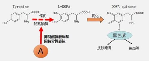 Noblemate诺培美白芙丸：天然健康饮食开启美白新纪元